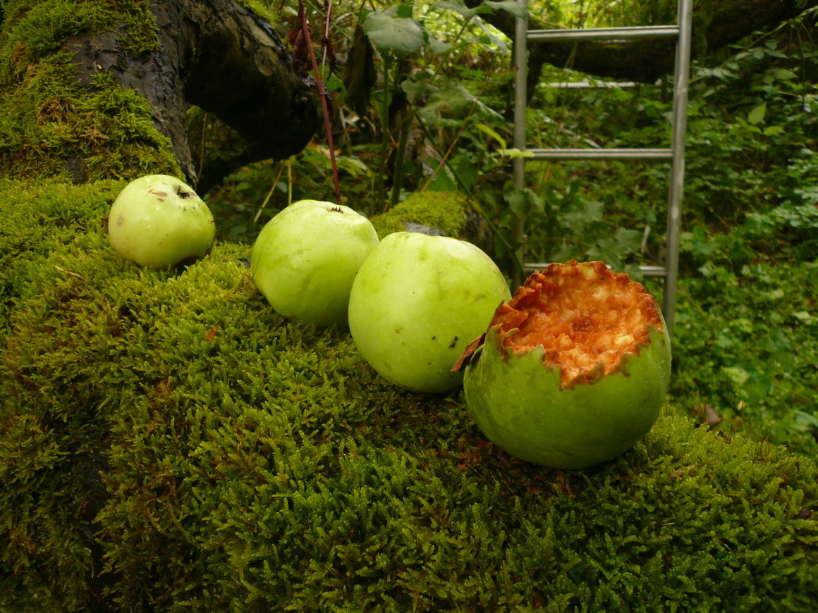  &copy; Paul de Gobert	