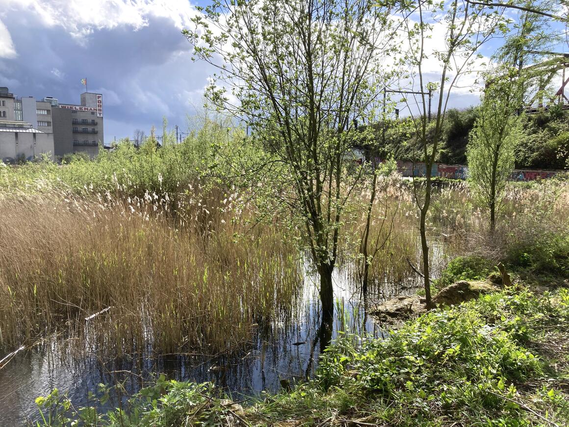  &copy; asbl Marais Wiels Moeras	