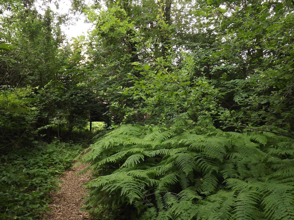  &copy; Jardin Albert Street	