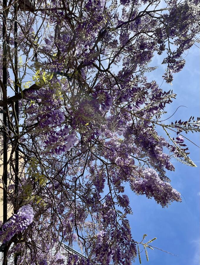  &copy; Caroline Biondo	